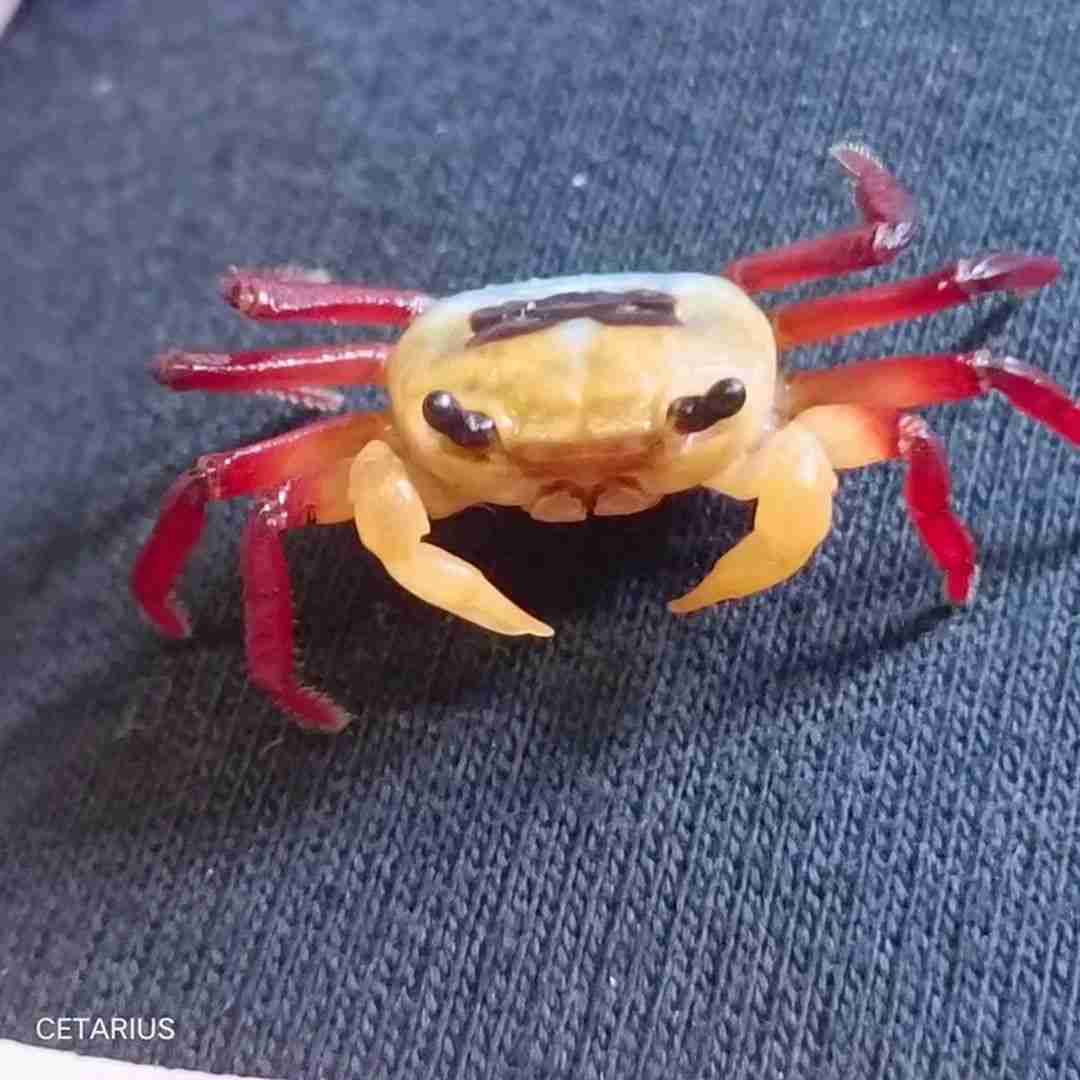 Krab tricolour borneo (Lepidothelphusa menneri). Cetarius