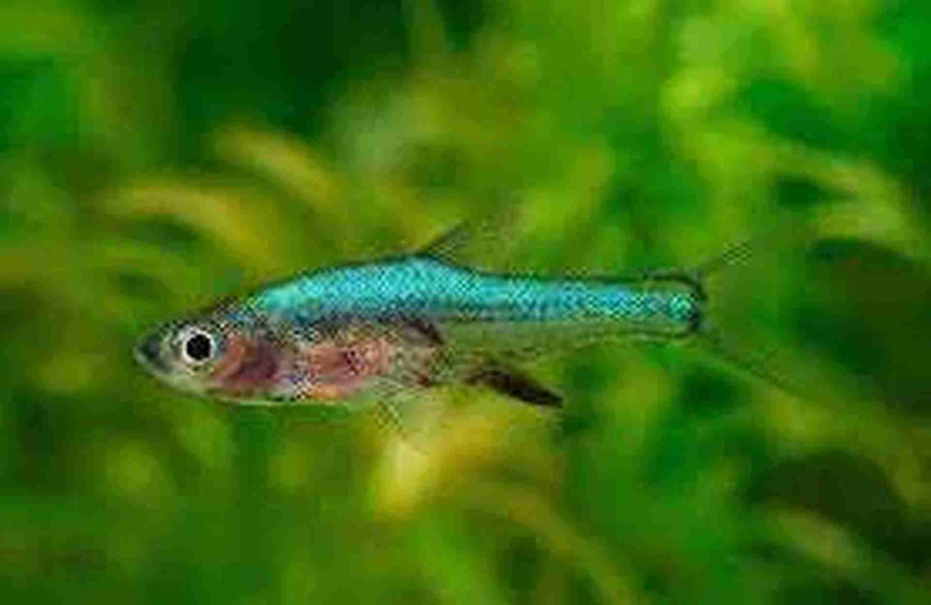 Rarytas Neon Blue Razbora Axelroda (Sundadanio axelrodi). Cetarius