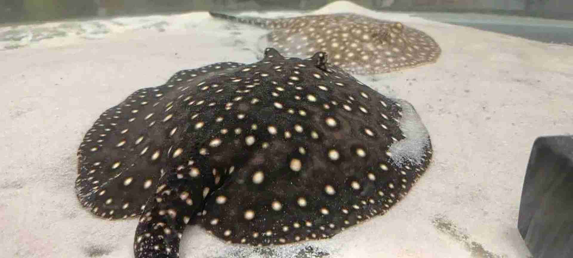Płaszczki różne odmiany Potamotrygon P14 galaxy 19cm. Cetarius