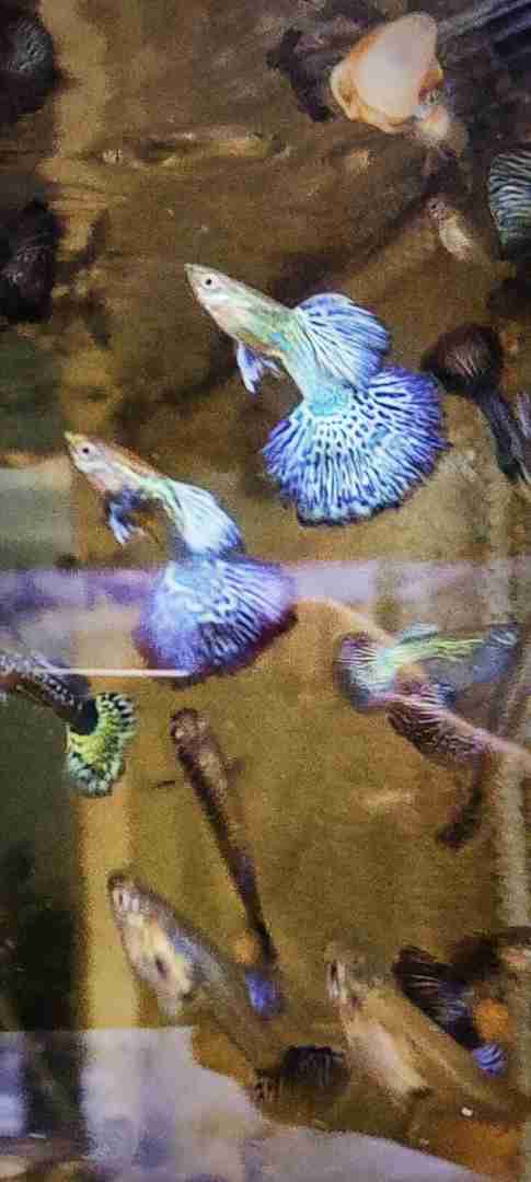 gupik , gupiki Blue dragon snakeskin halfmoon