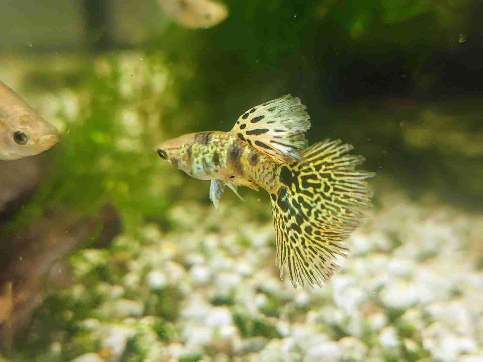 Gupik gupiki yellow Tiger King Cobra
