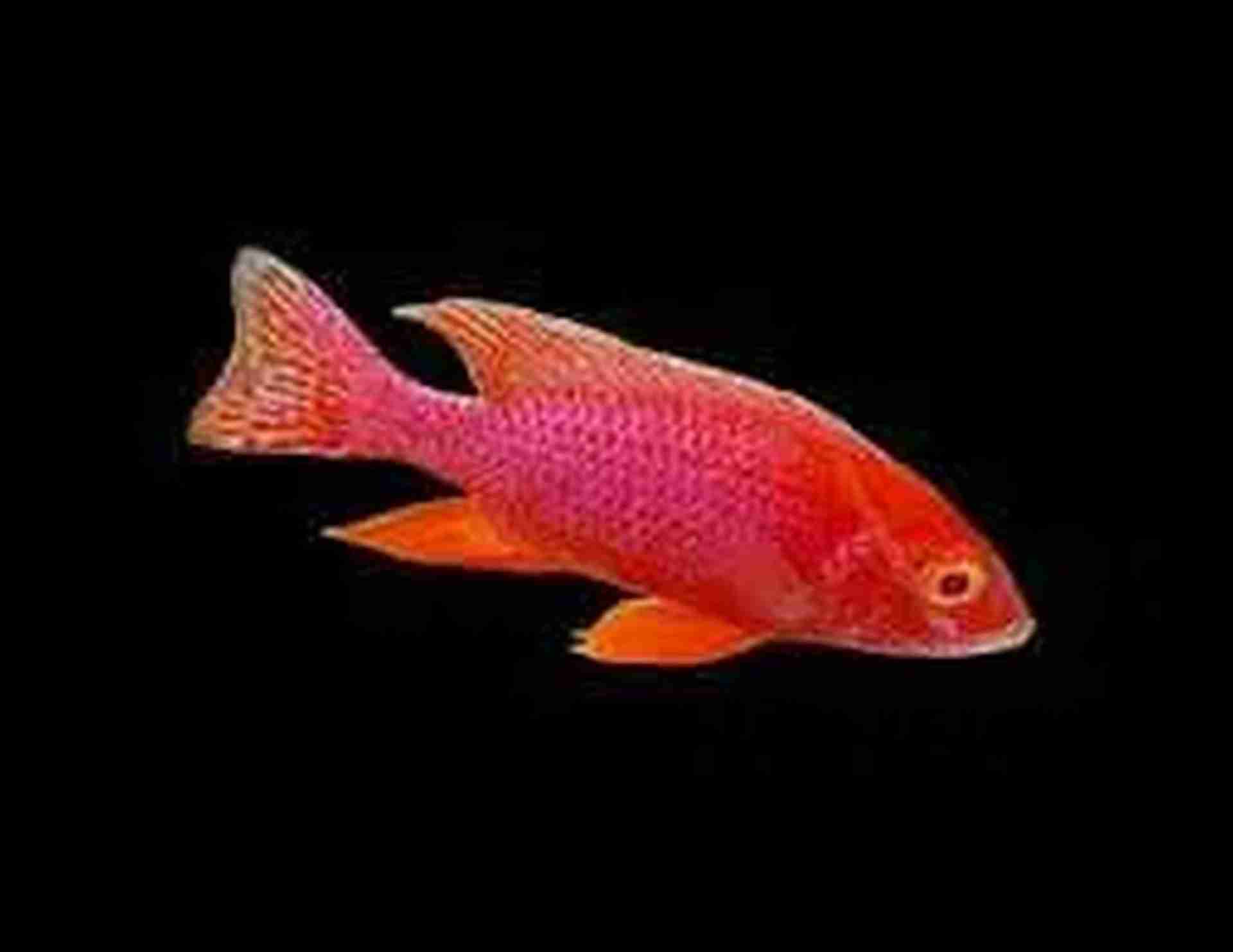 Aulonocara strawberry XL. Cetarius