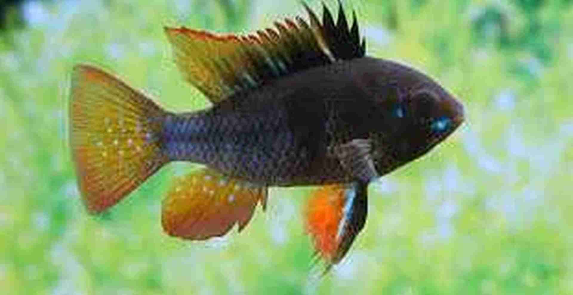 Pielęgniczka Ramireza Czarna (Mikrogeophagus ramirezi). Cetarius
