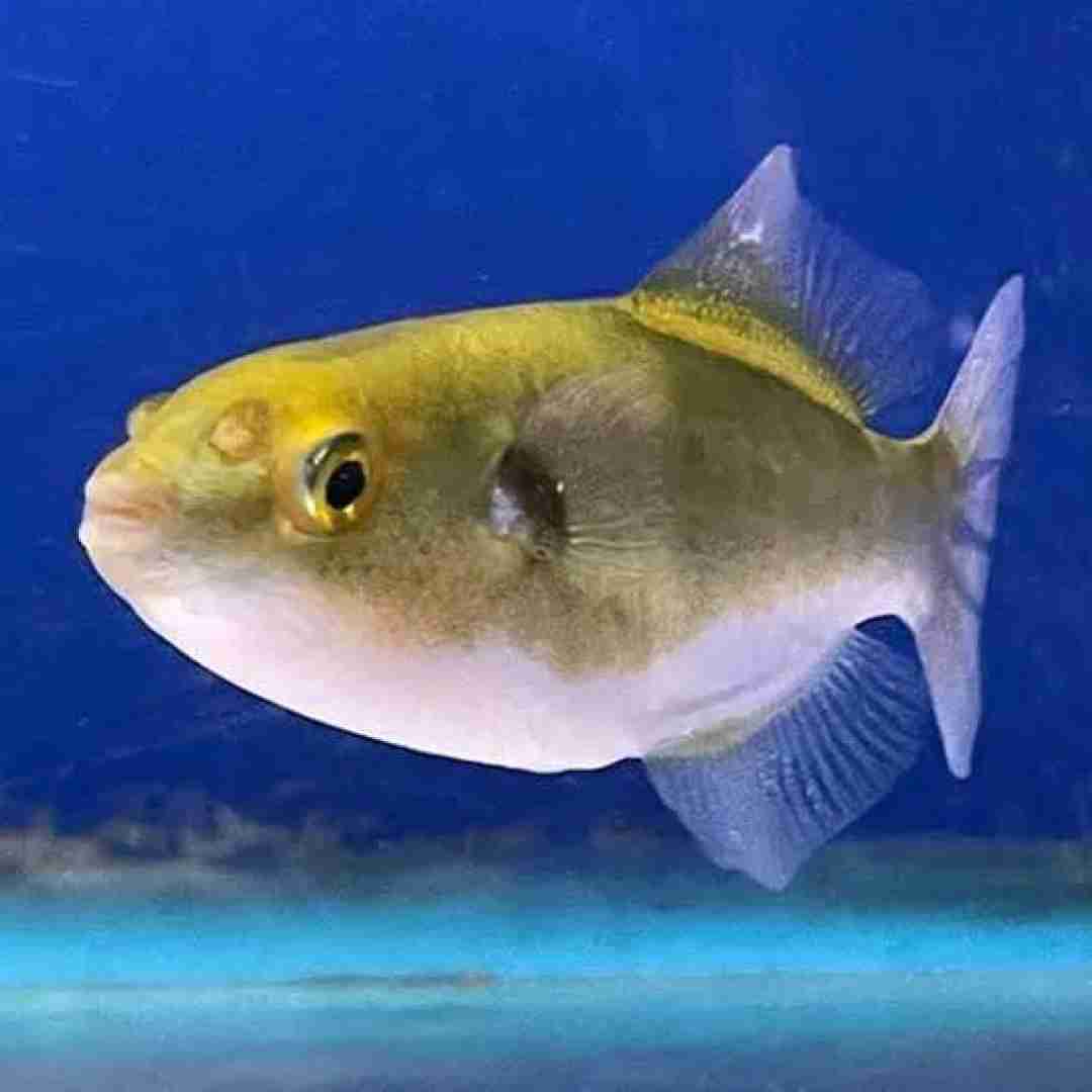 RARYTAS! Bronze Puffer-Auriglobus modestus.