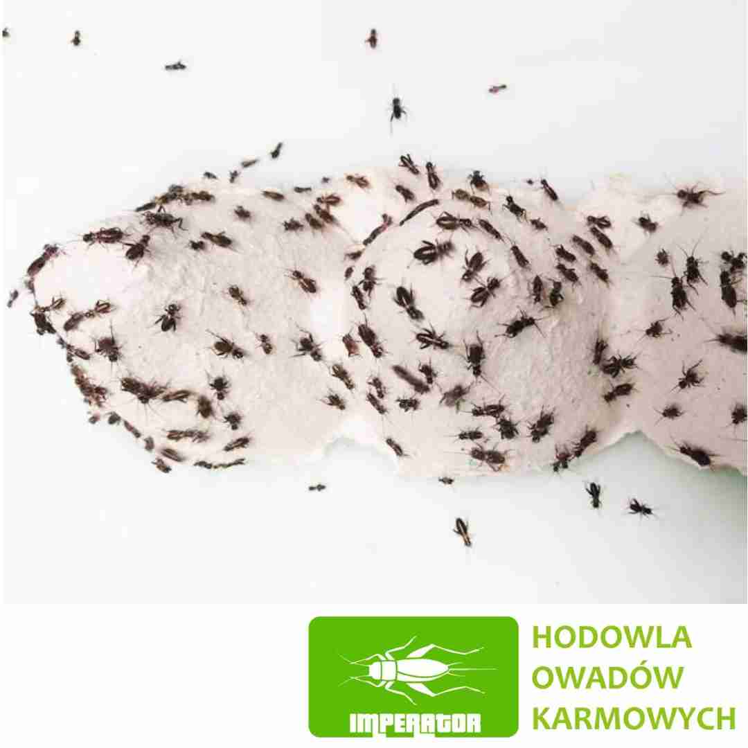 Świerszcze kubańskie ( 3 – 5 mm ) wylęg 300 szt.