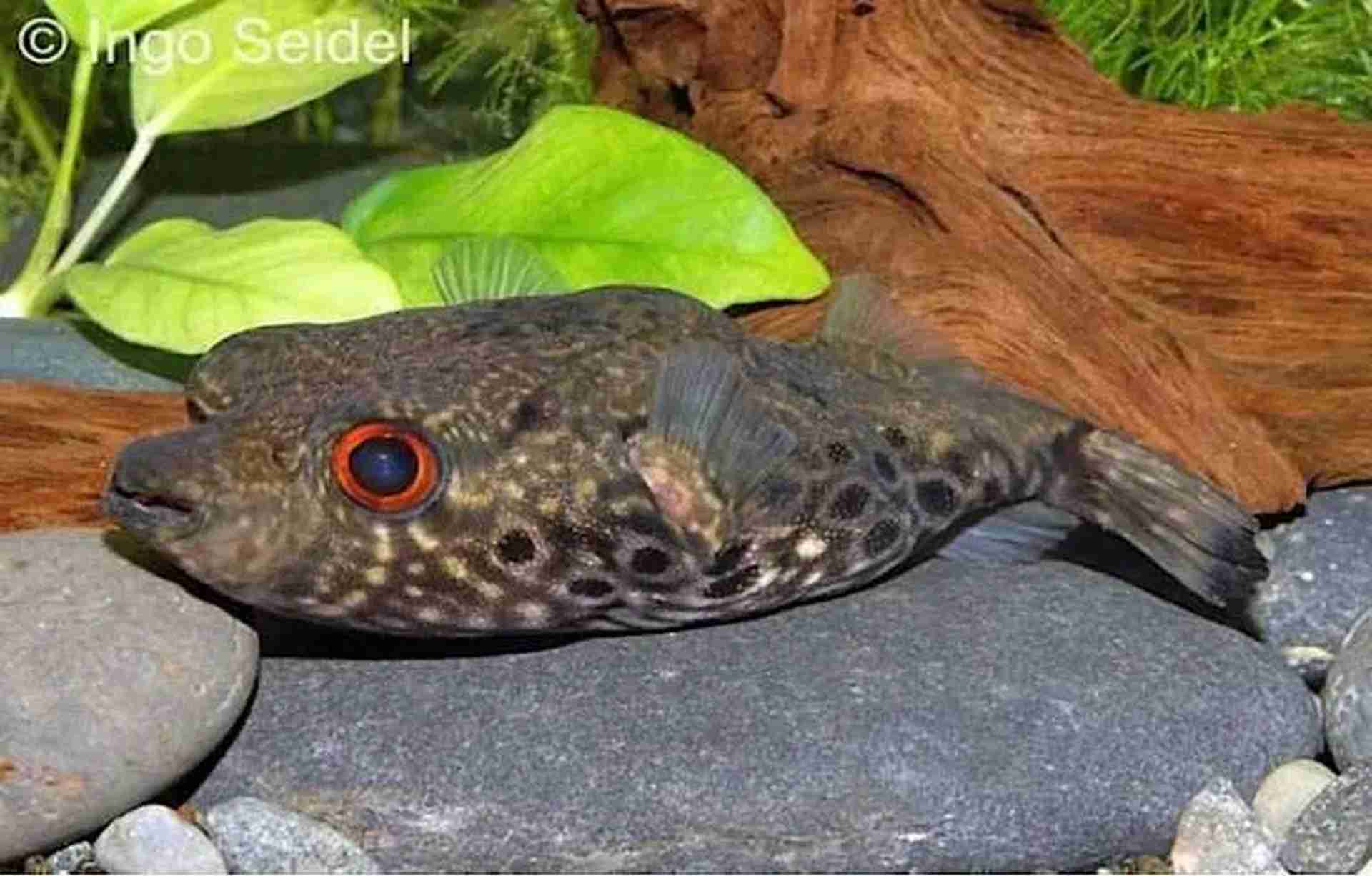 Pao palembangensis. Cetarius