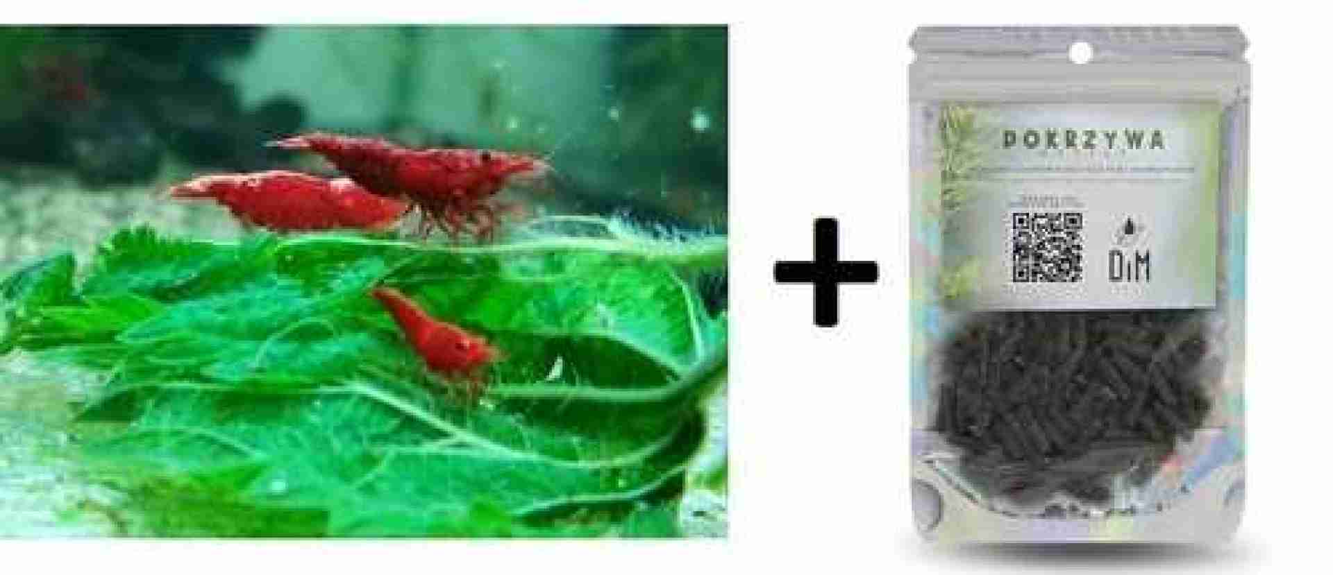 PAKIET 20szt Krewetek Sakura Red + Pokarm Pokrzywa DIM 30g