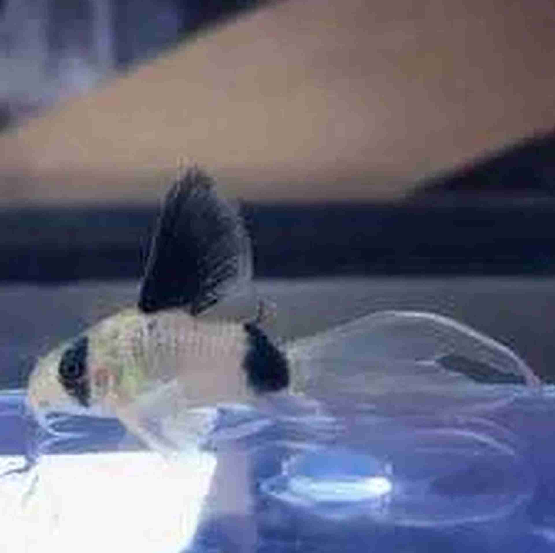 Kirys panda Welon (Corydoras panda). Cetarius