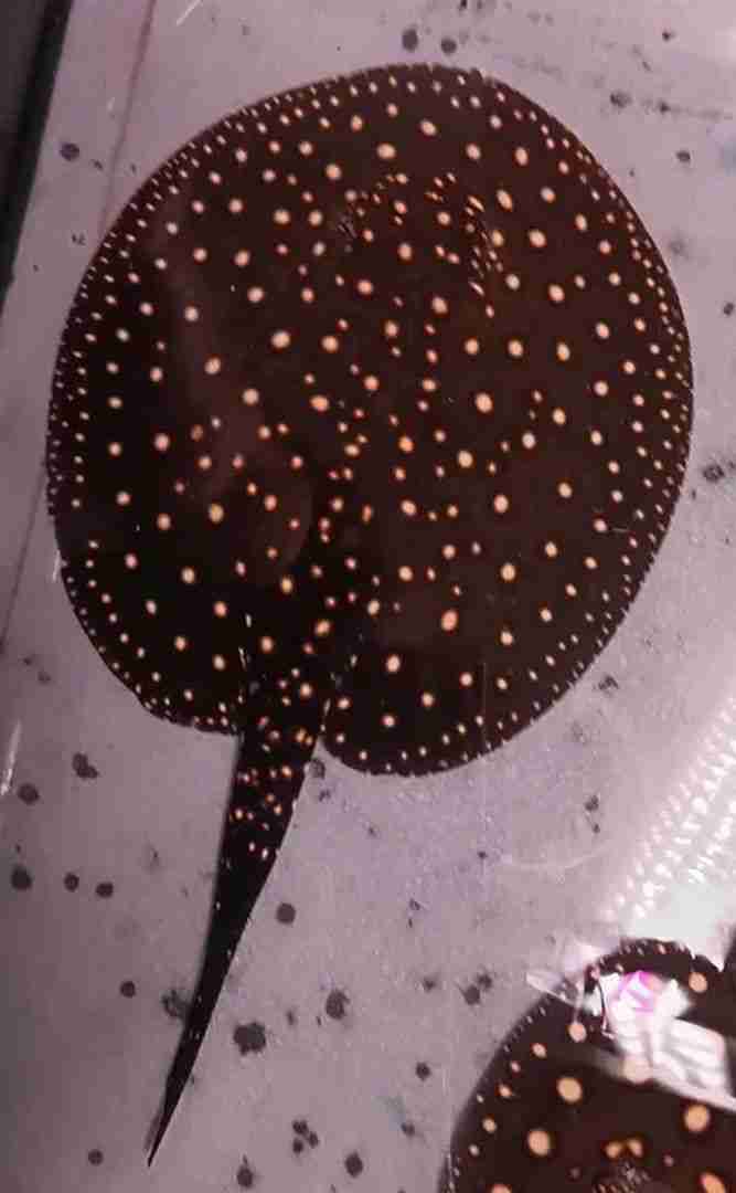 Płaszczki różne odmiany. Potamotrygon black diamond 18cm. Cetarius