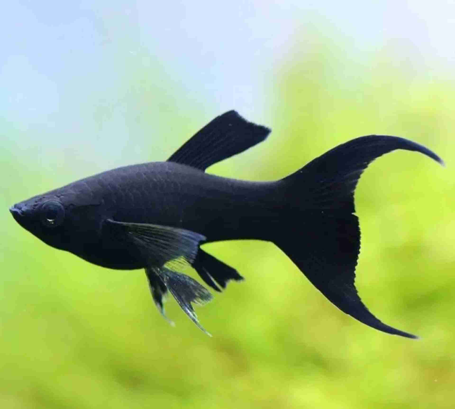 Molinezja księżycowa czarna (Black Molly). Cetarius