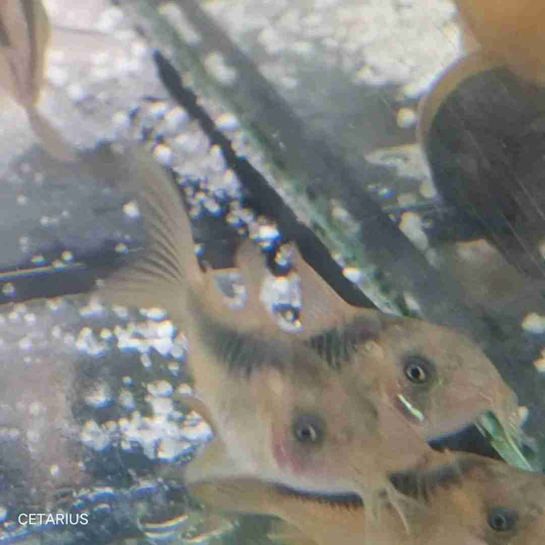 Kirysek sinogrzbietowy - Corydoras zygatus. Cetarius