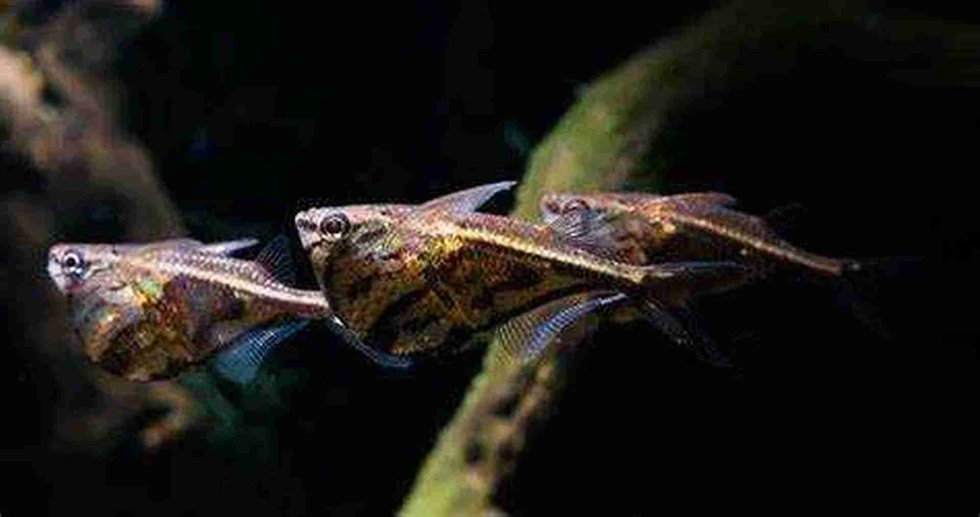 Pstrążenica marmurkowana - Marbled hatchetfish - (Carnegiella strigata). Cetarius