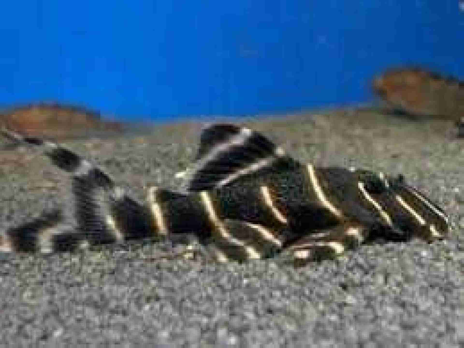 Zbrojnik L 204 - Panaqolus albivermis - 8-10cm . Cetarius