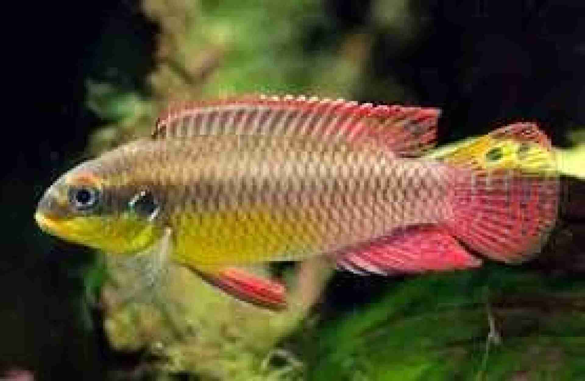 Pelvicachromis taeniatus (Barwniak szmaragdowy). Cetarius
