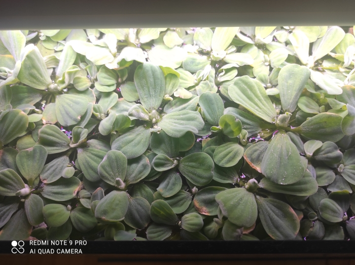 Pistia Stratiotes - (Topian Osokowaty, Pistia Rozetkowa)