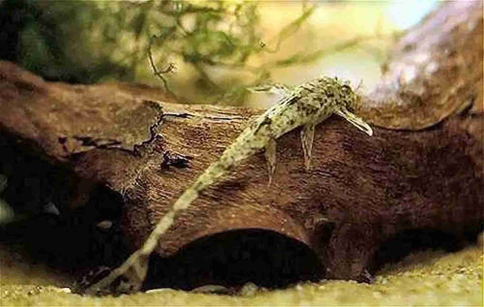 Zbrojnik drobny (Rineloricaria parva) 12 - 14 cm. Cetarius