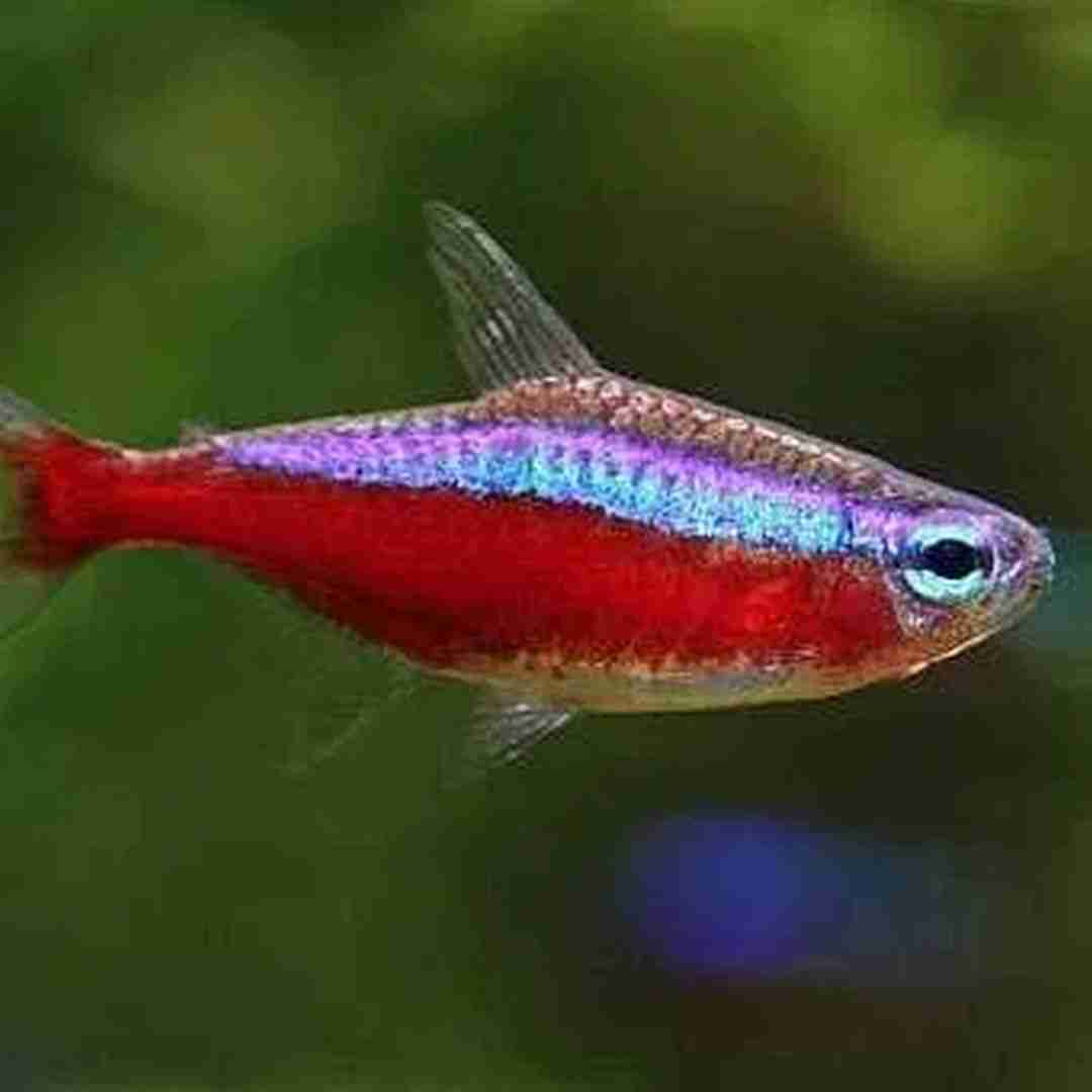 Promocja Neon czerwony. Cetarius