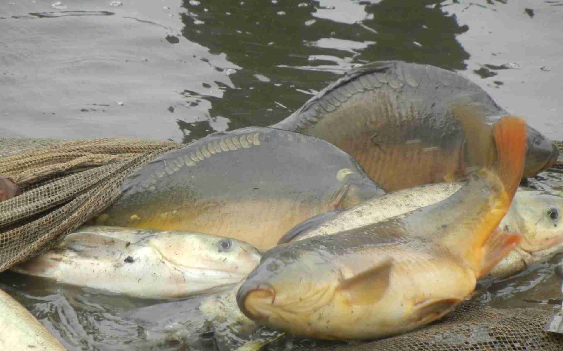 Gospodarstwo rybackie w Młyńcu