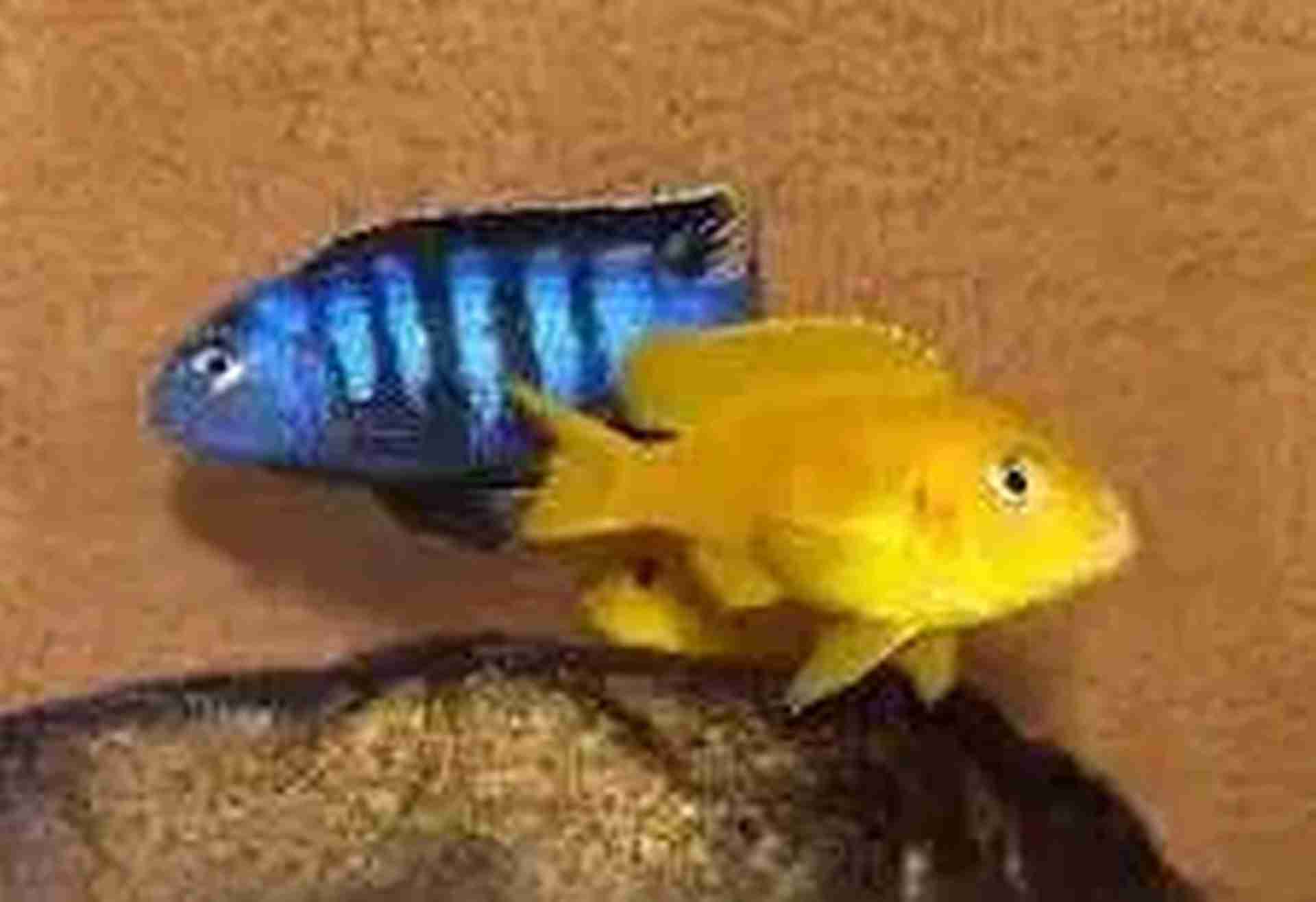 Pyszczak Saulosa (Pseudotropheus saulosi). Cetarius