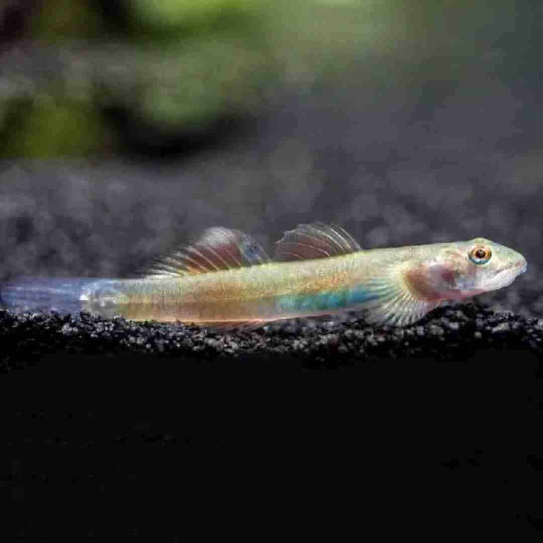 Promocja. Babka Red Papua Goby - Lentipes cf. multiradiatus. Cetarius