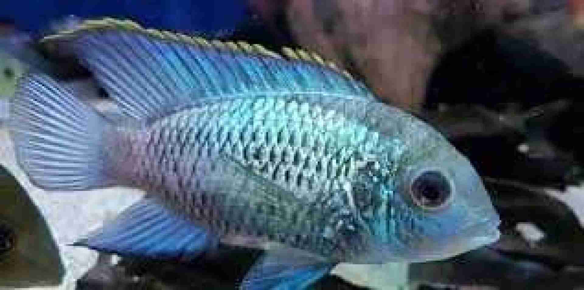 Akara electric blue duże. Cetarius