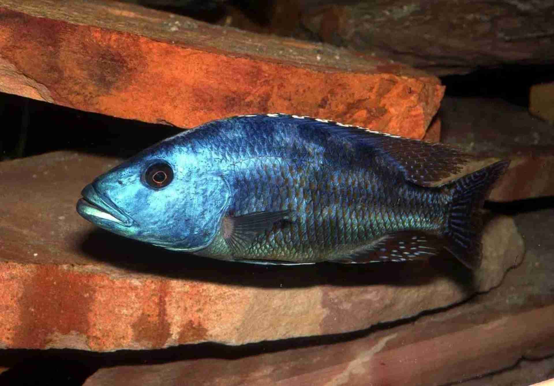 Nimbochromis fuscotaeniatus. Cetarius