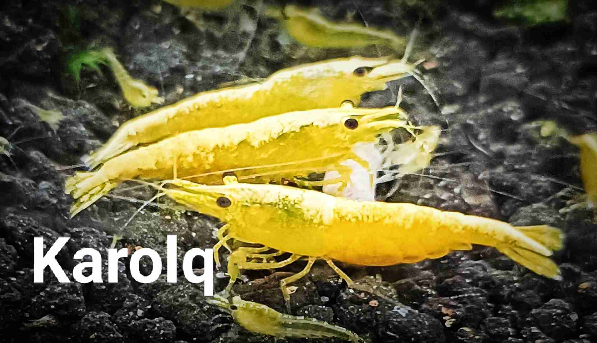 Yellow Neon Golden Line