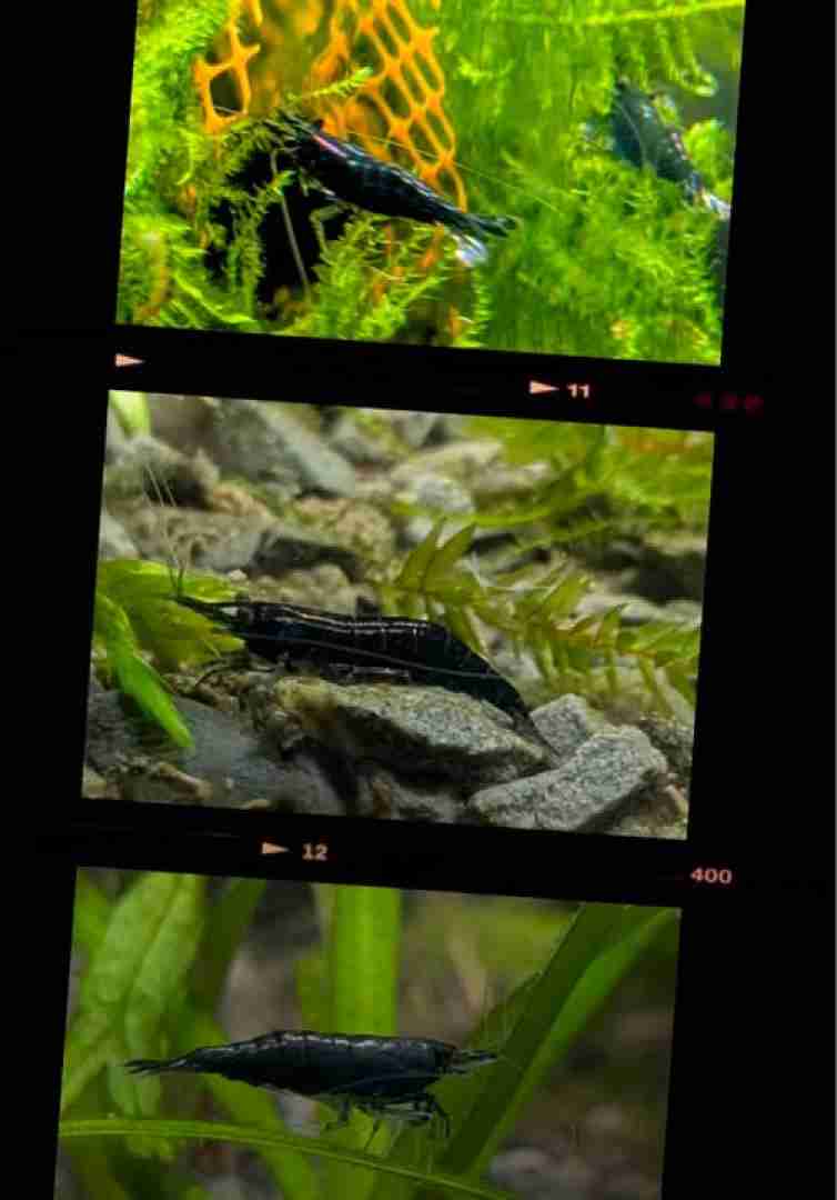Neocaridina Blue Dream