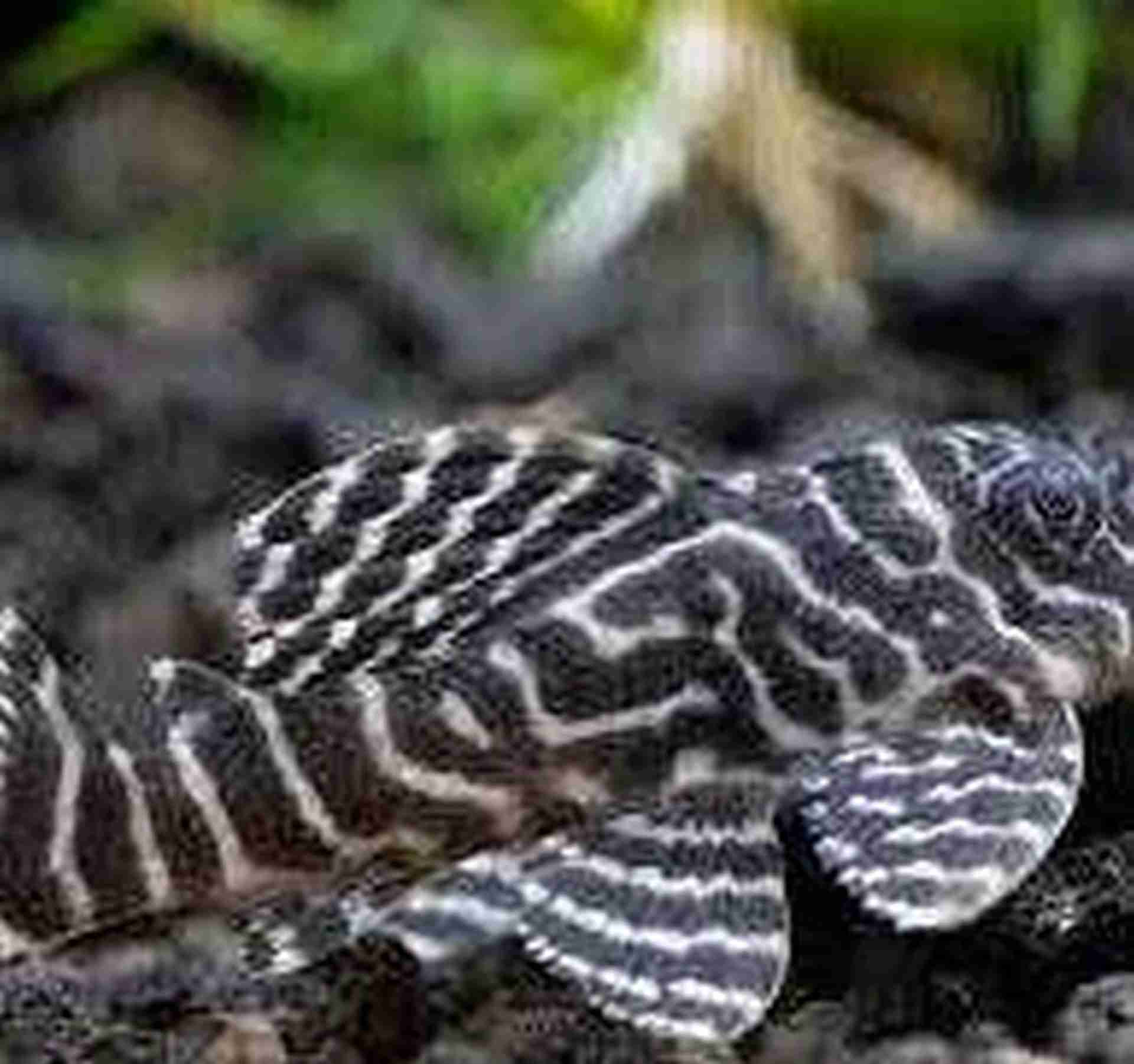 Zbrojnik L333 - King Tiger Pleco - Hypancistrus sp. Cetarius