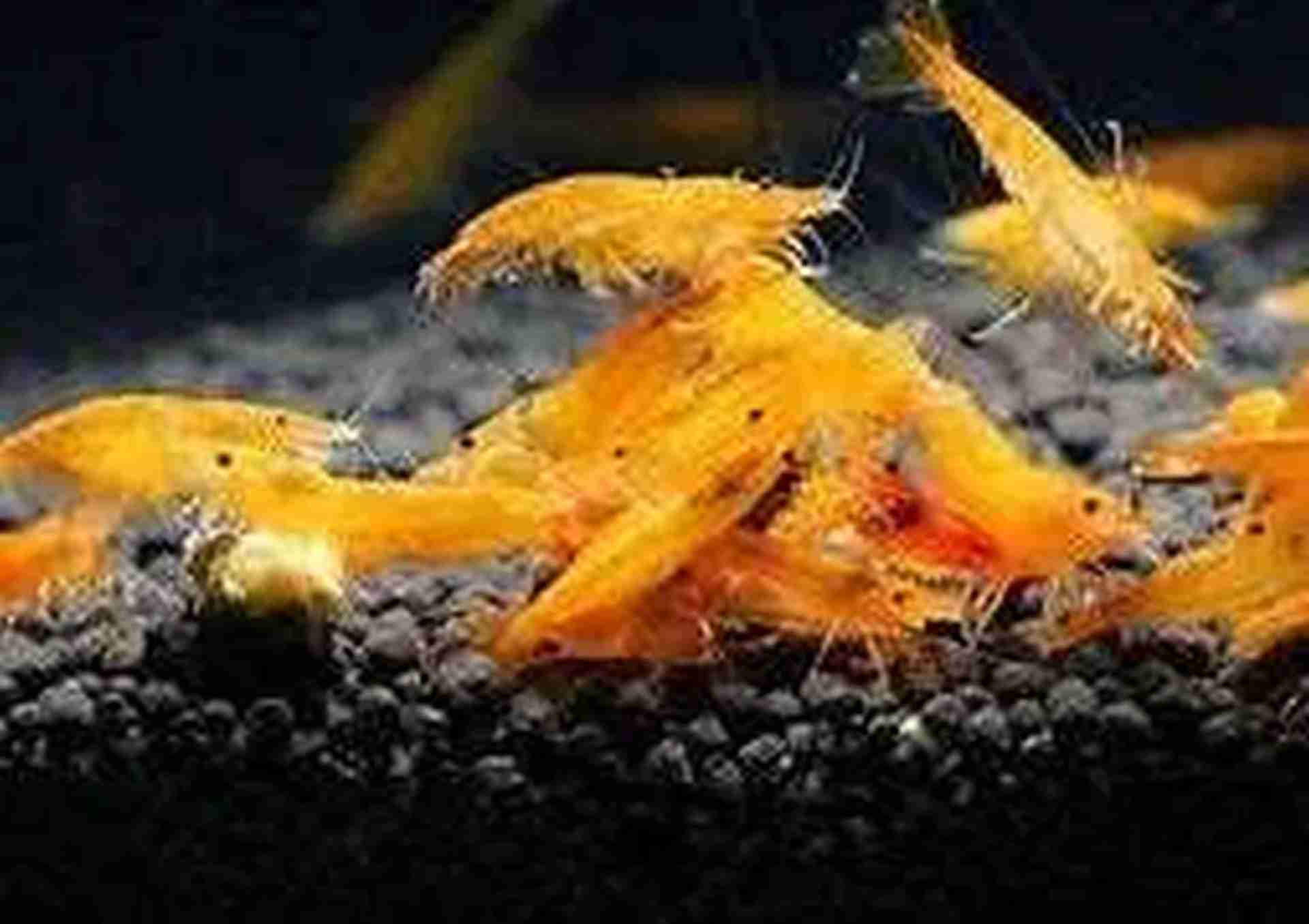 Krewetka Neocaridina Sakura Orange XL. Cetarius