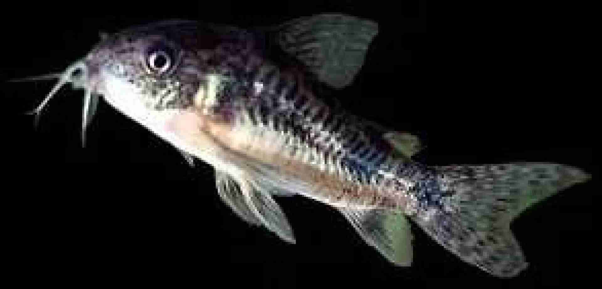TPL