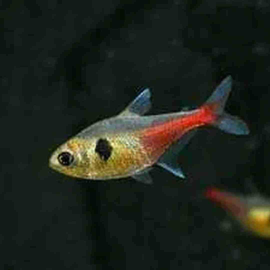 Fantom różowy, Barwieniec różowy (Hyphessobrycon roseus)