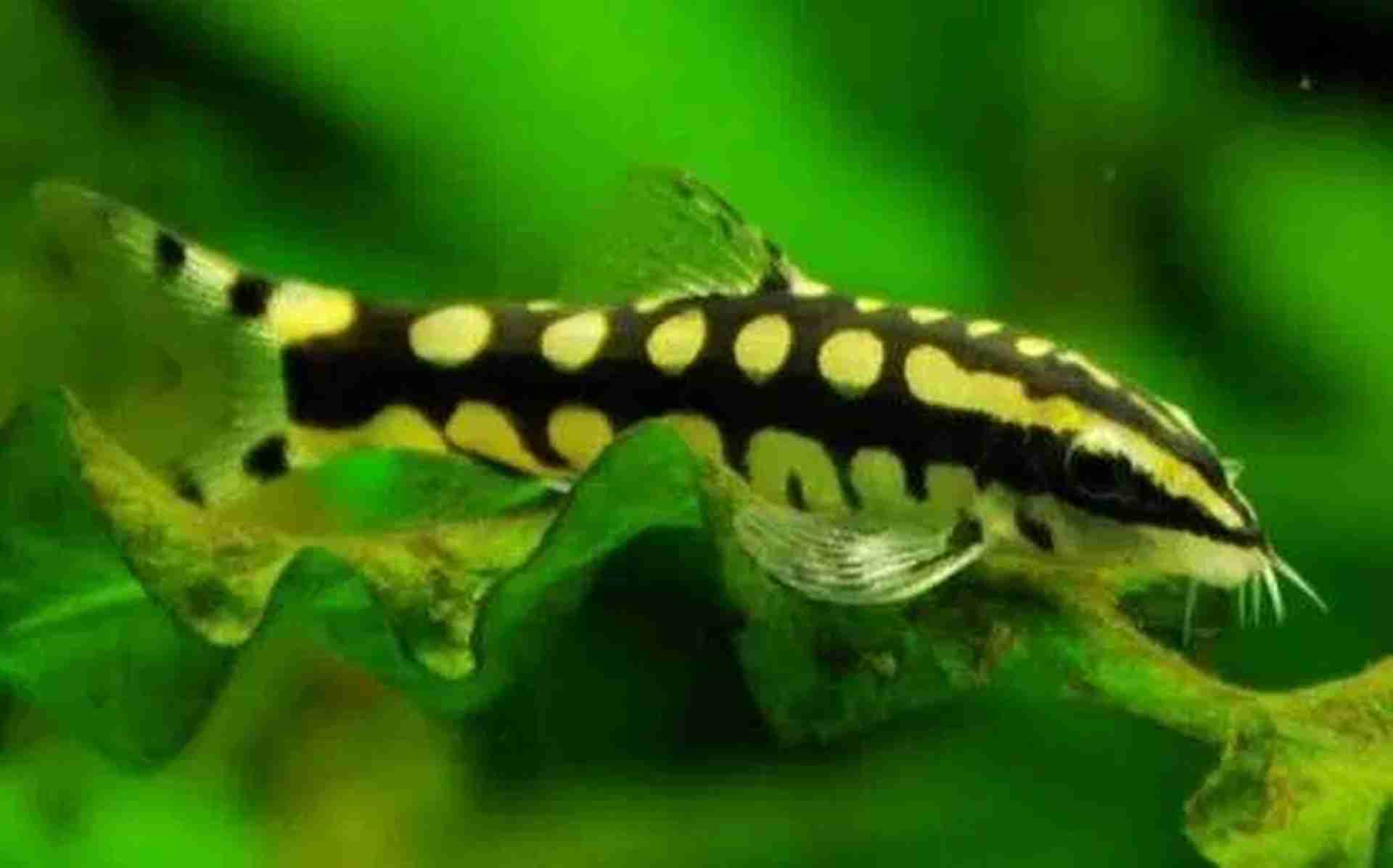 Bocja karłowata (Ambastaia sidthimunki). Cetarius