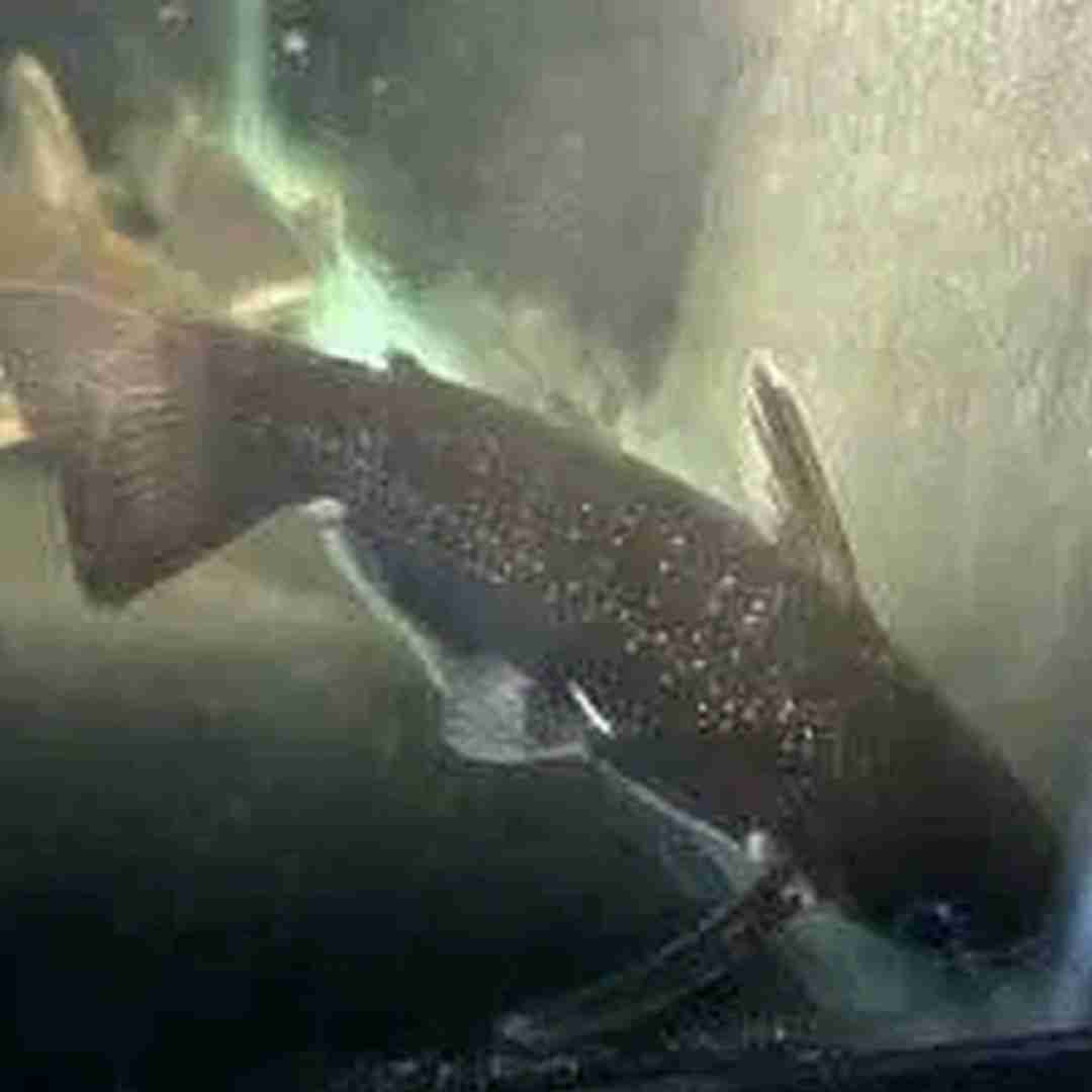 Milky Way wood catfish (Tatia galaxias). Cetarius