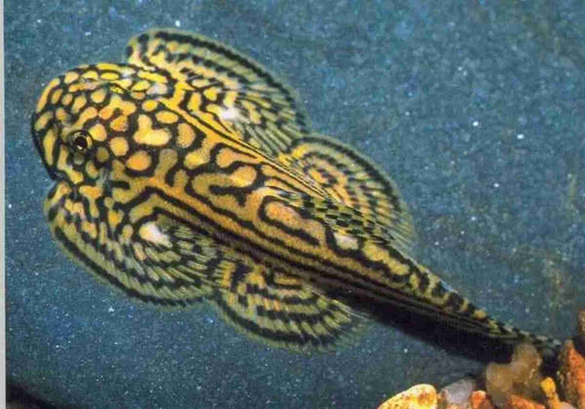 Promocja. Przylga siatkowana - Tiger Hillstream Loach - XXL (Sewellia lineolata). Cetarius