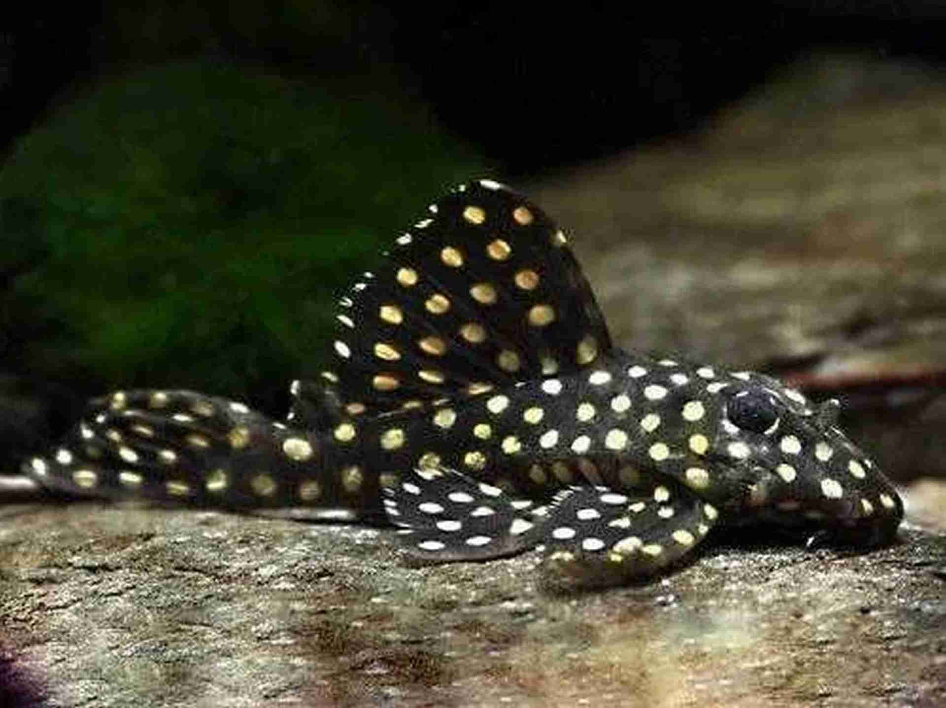 Glonojad L201 – Hypancistrus sp. L201. Cetarius