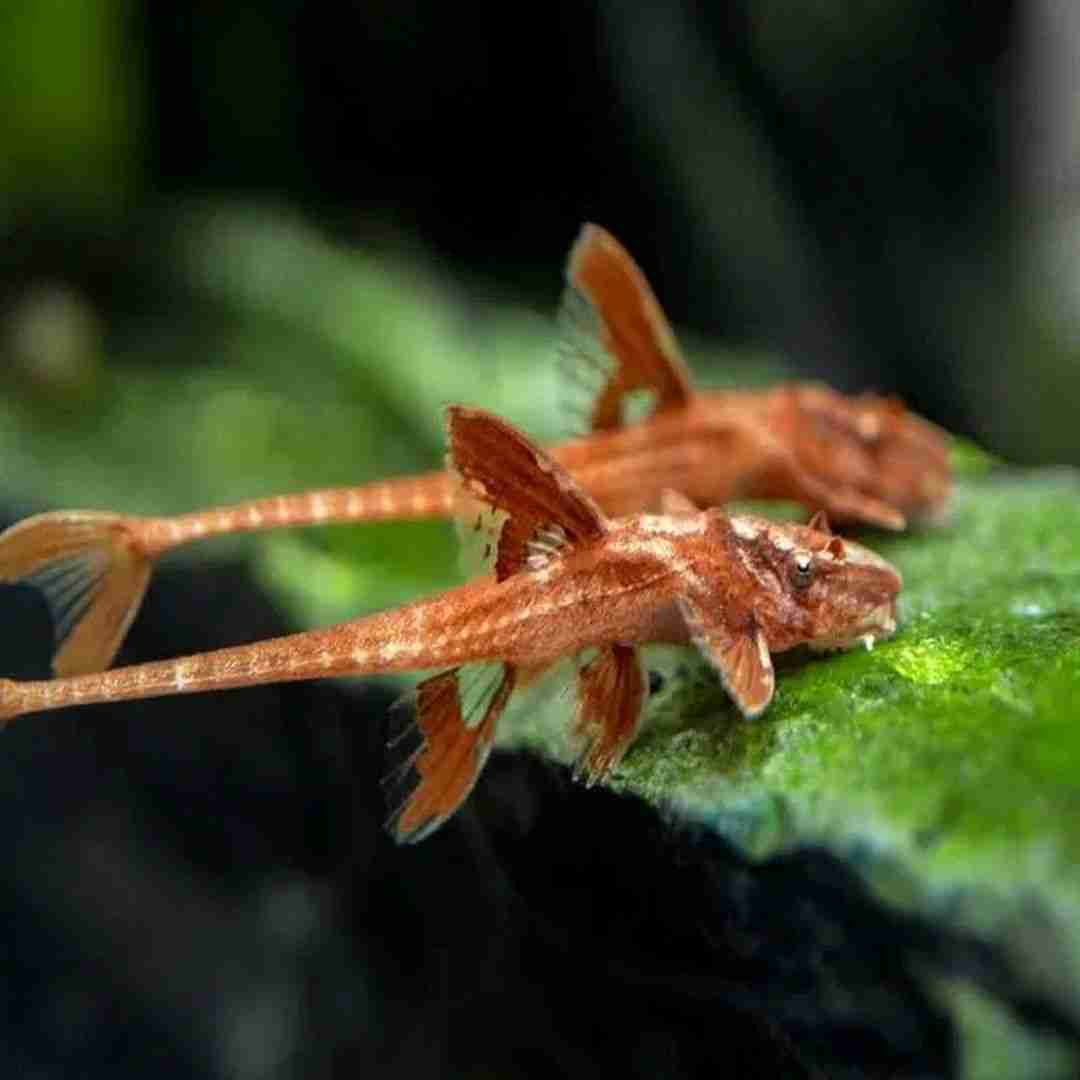 Promocja Zbrojnik czerwony (Loricaria Red Lizard) XL. Cetarius
