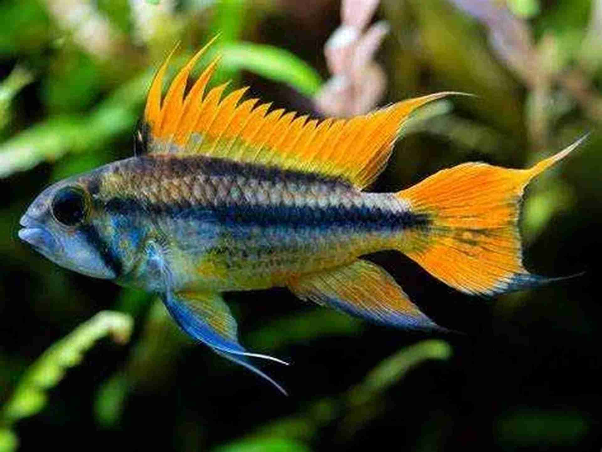 Pielęgniczka kakadu ORANGE - Apistogramma cacatuoides