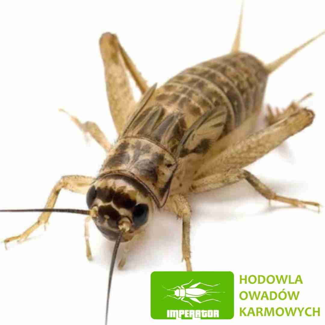 Hodowla Owadów Karmowych Imperator