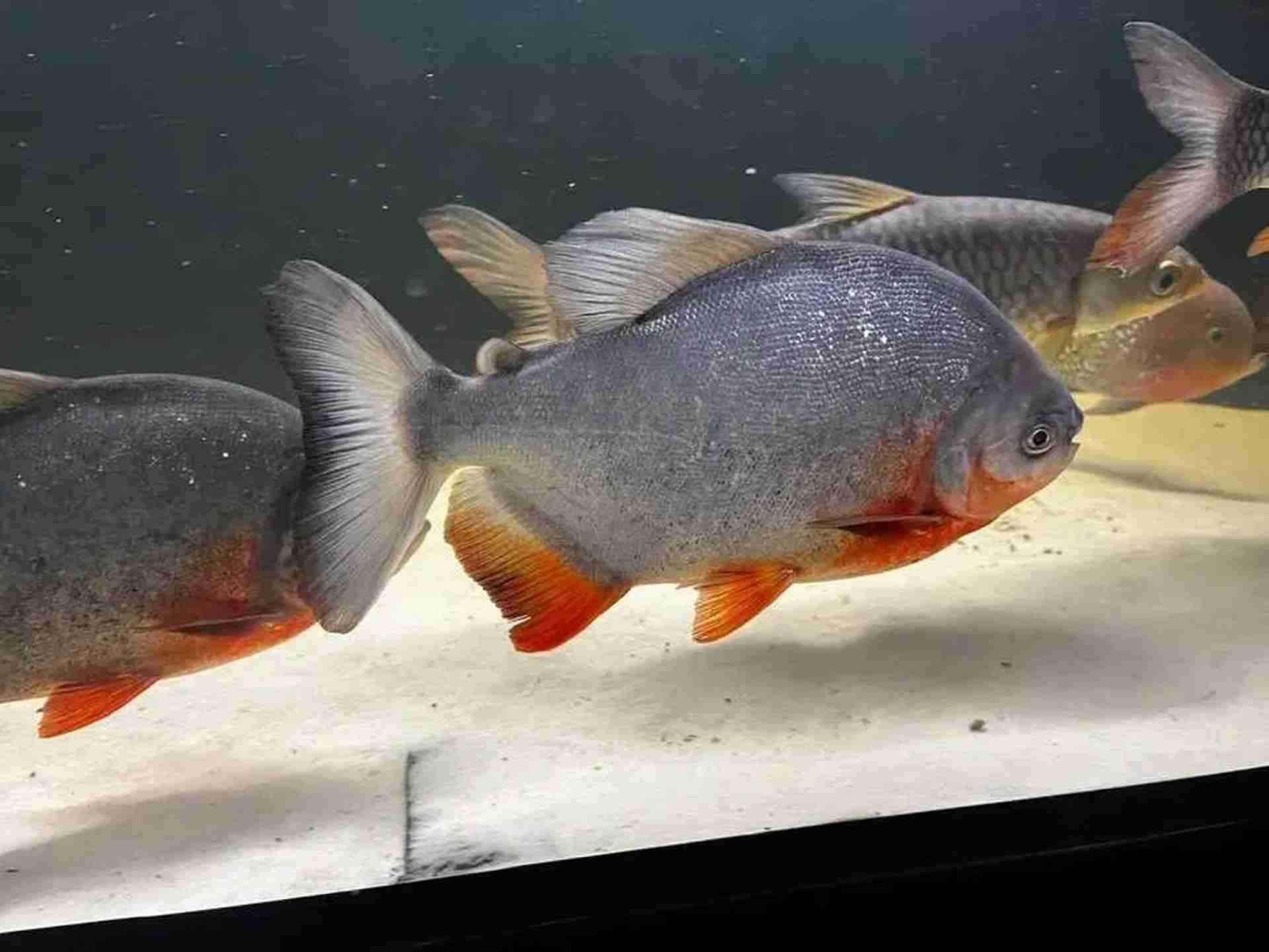 Pirania Red Pacu. Cetarius