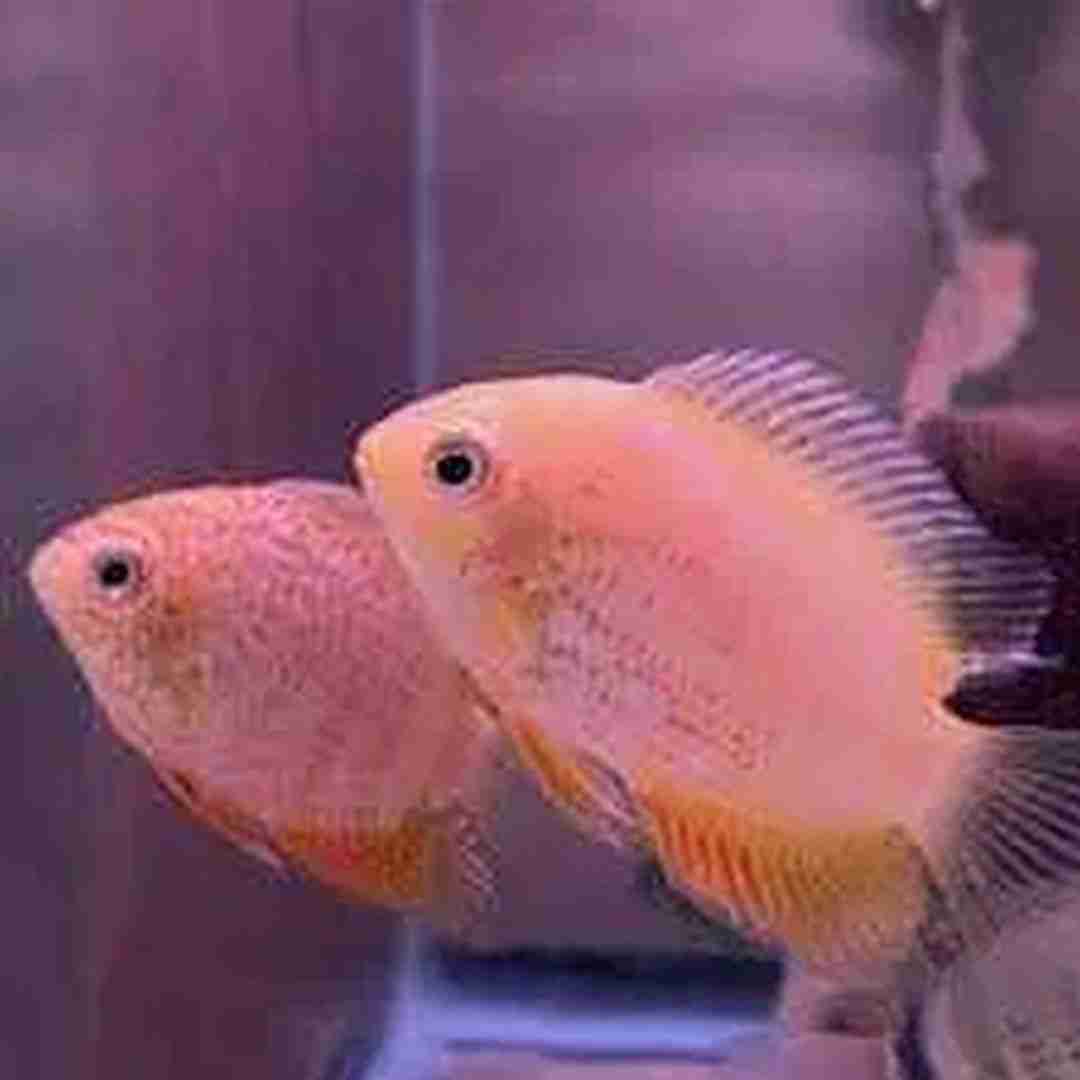 Pielęgnica Severum Red. (Heros efasciatus). Cetarius