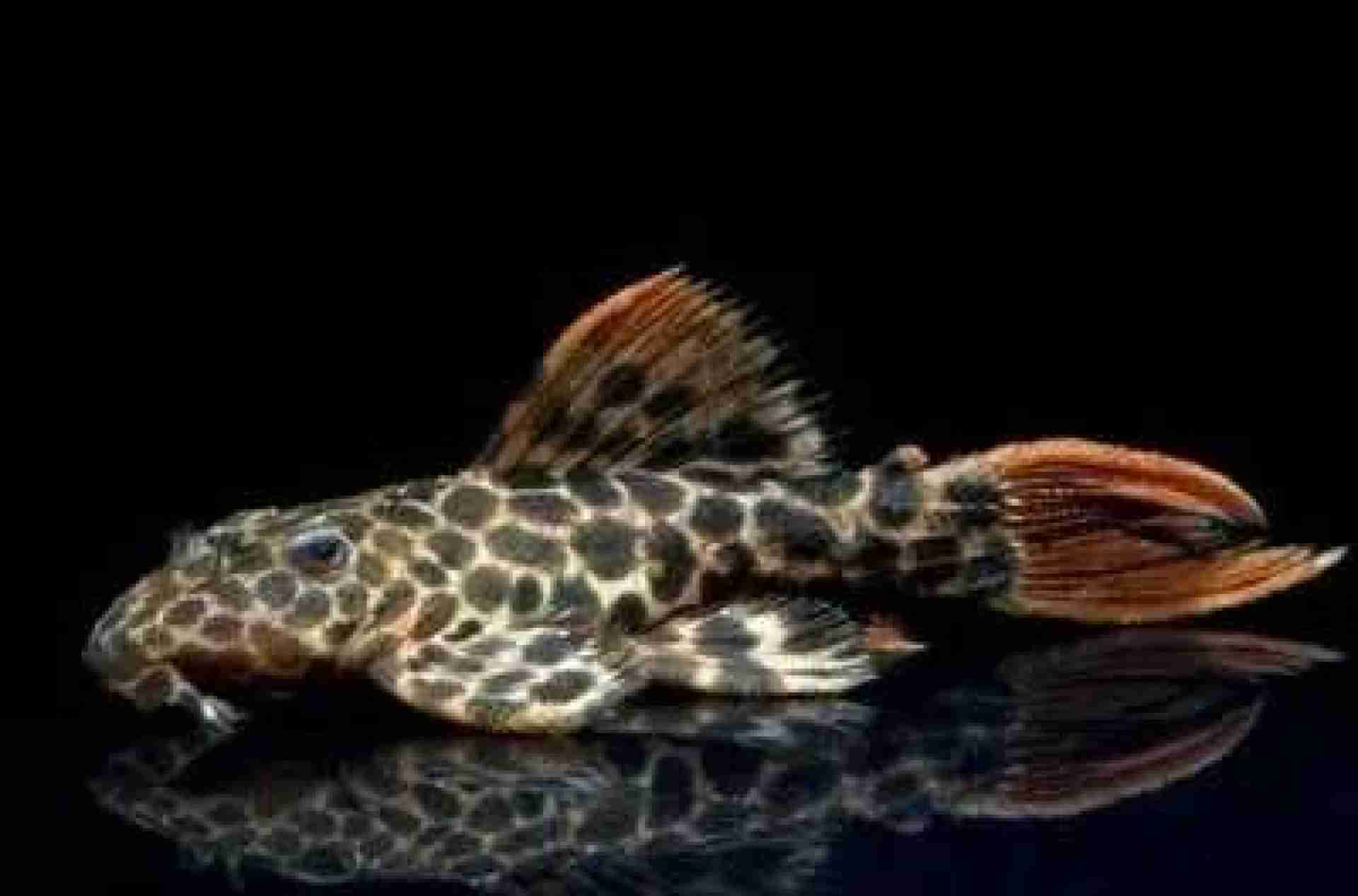 Zbrojnik L 114 - Pseudacanthicus cf. leopardus. Cetarius
