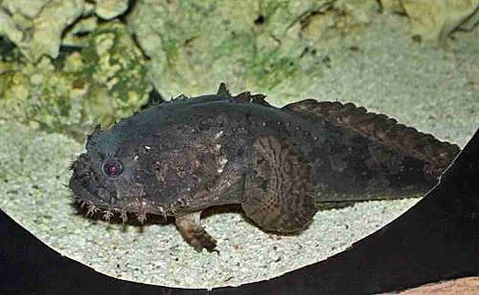 Batrach kwiczący (Allenbatrachus grunniens) 10 - 15 cm. Cetarius