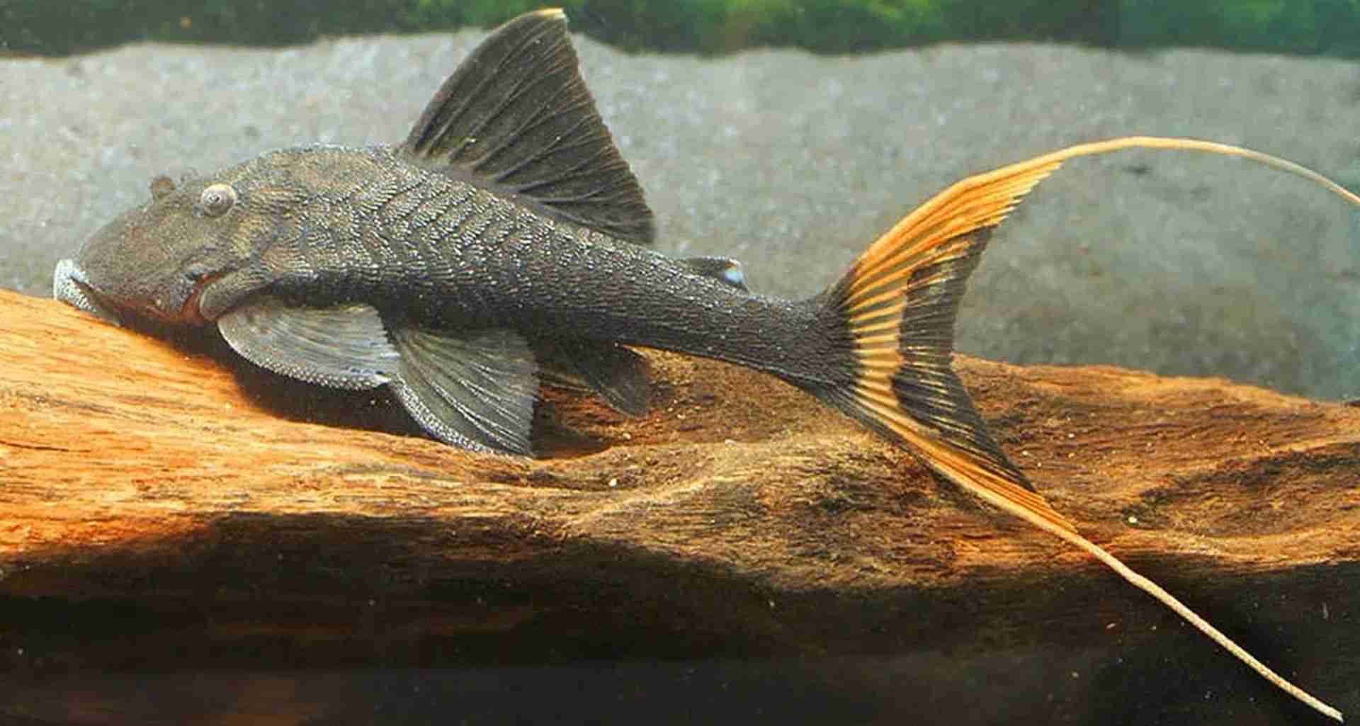 L090 Zbrojnik Panaque Bathyphilus. Cetarius