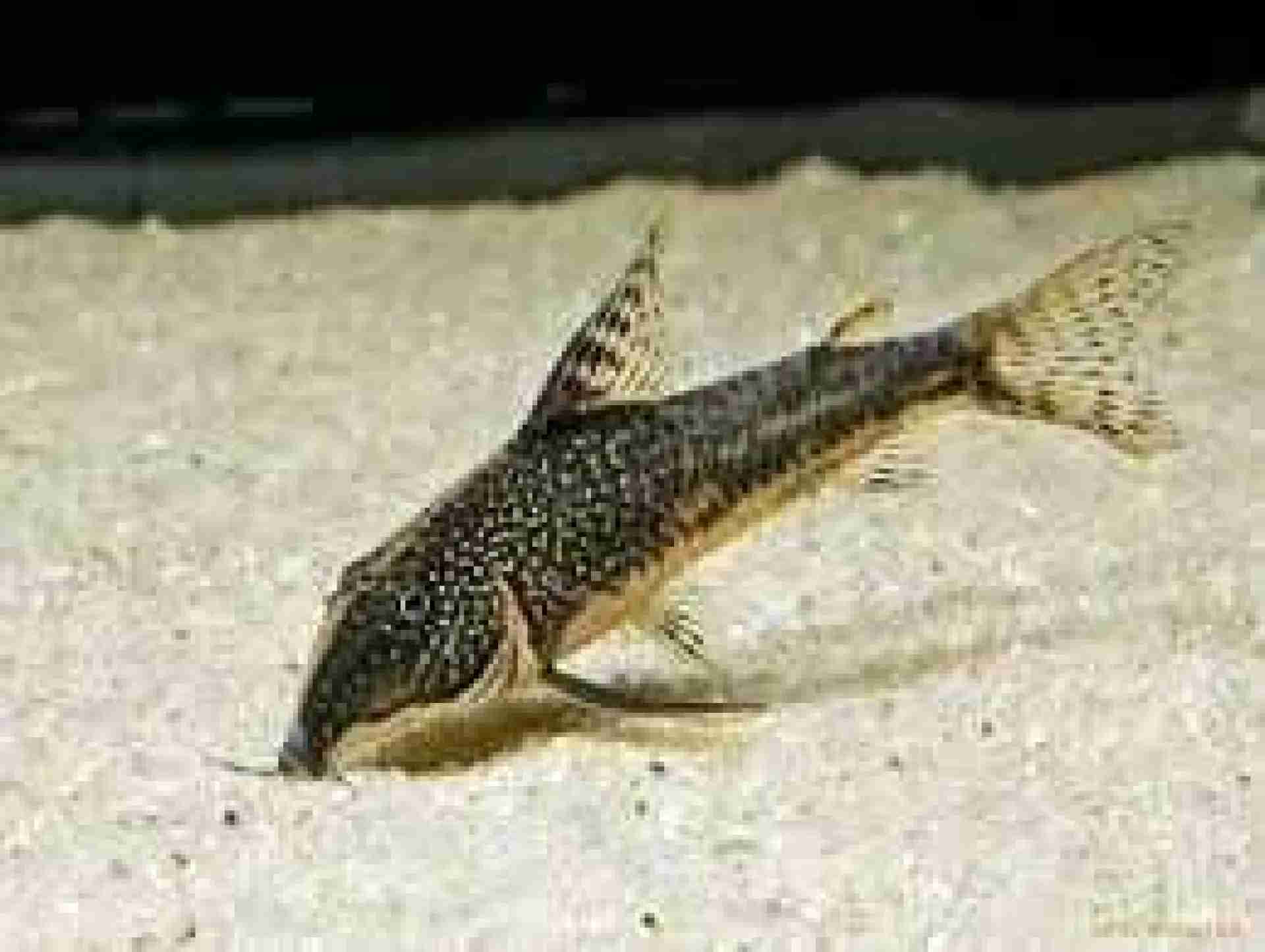 Kirysek Brodaty (Czaprakowy) - Corydoras Barbatus. Cetarius