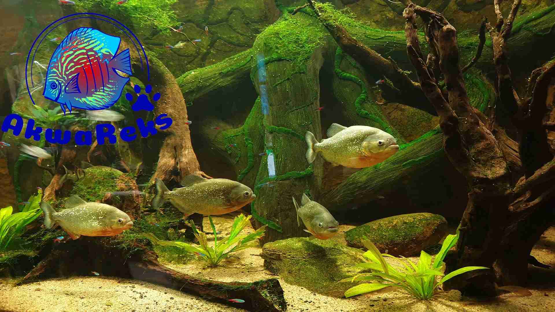 Sklep akwarystyczno-zoologiczny Akwareks