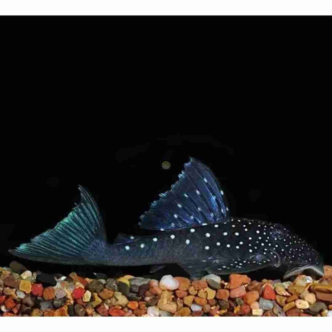Rarytas Zbrojnik L128 - (Blue Phantom Pleco). Cetarius