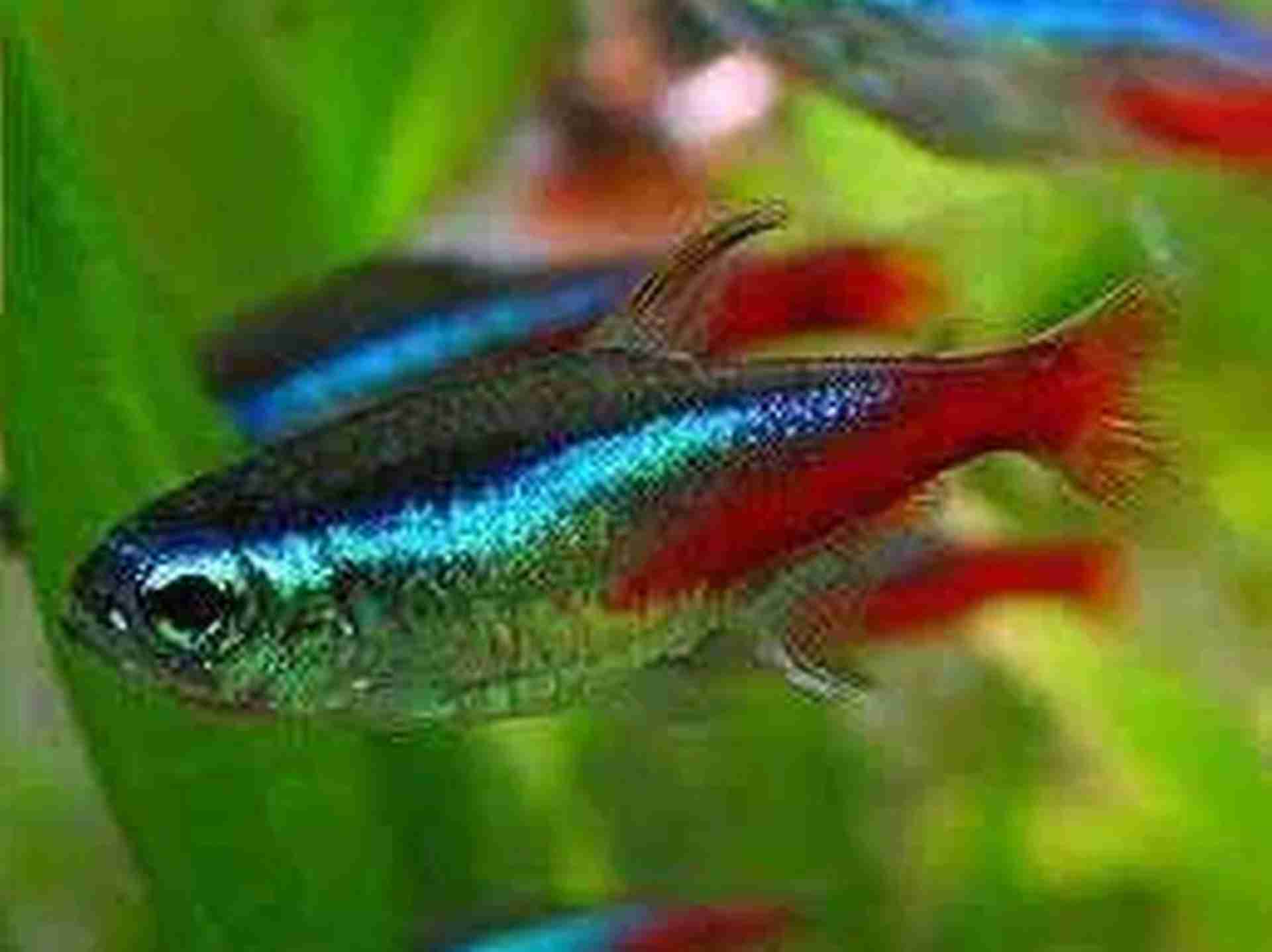 Promocja Neon Inessa. Cetarius