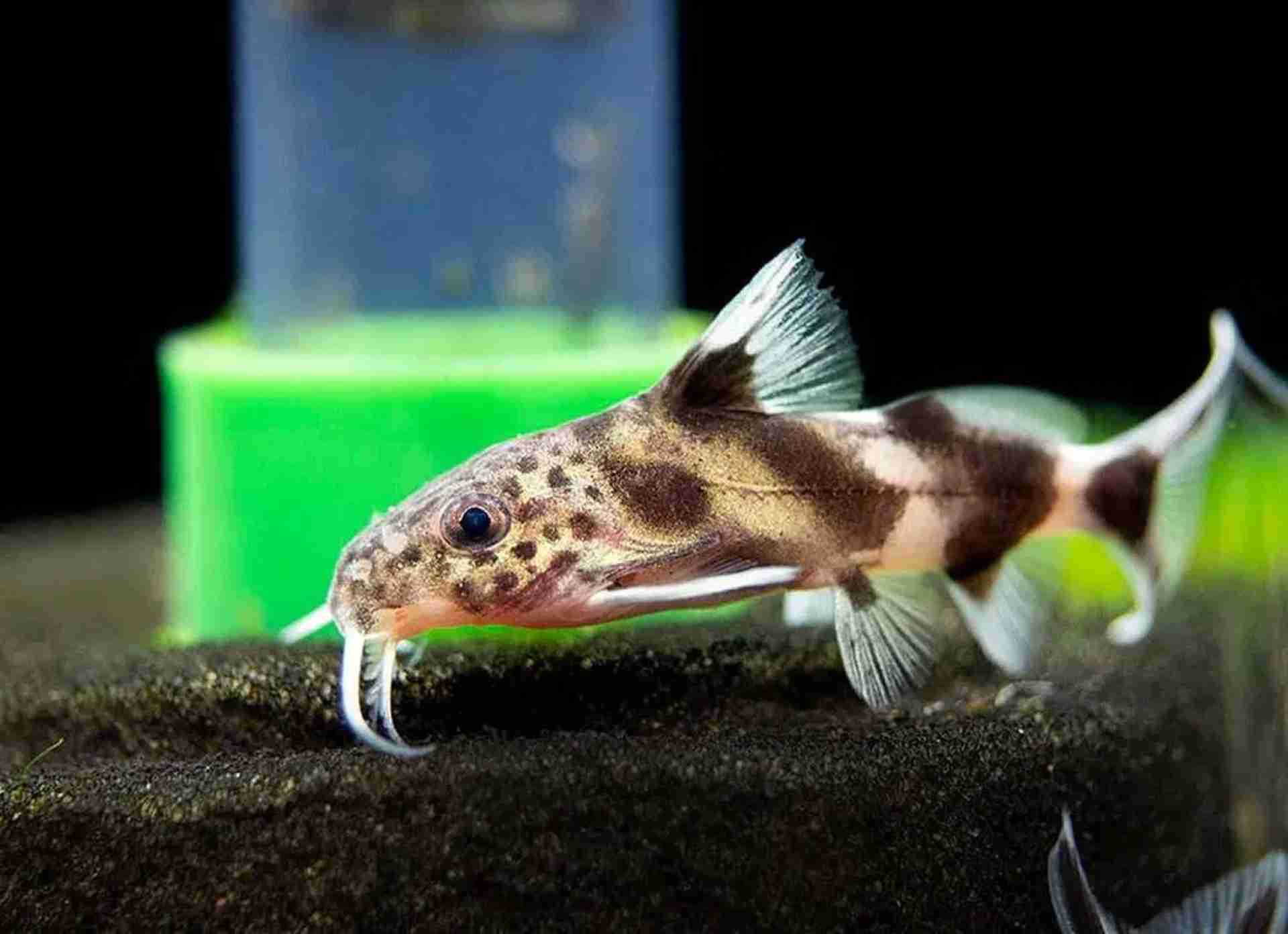 Synodontis valentiana. Cetarius