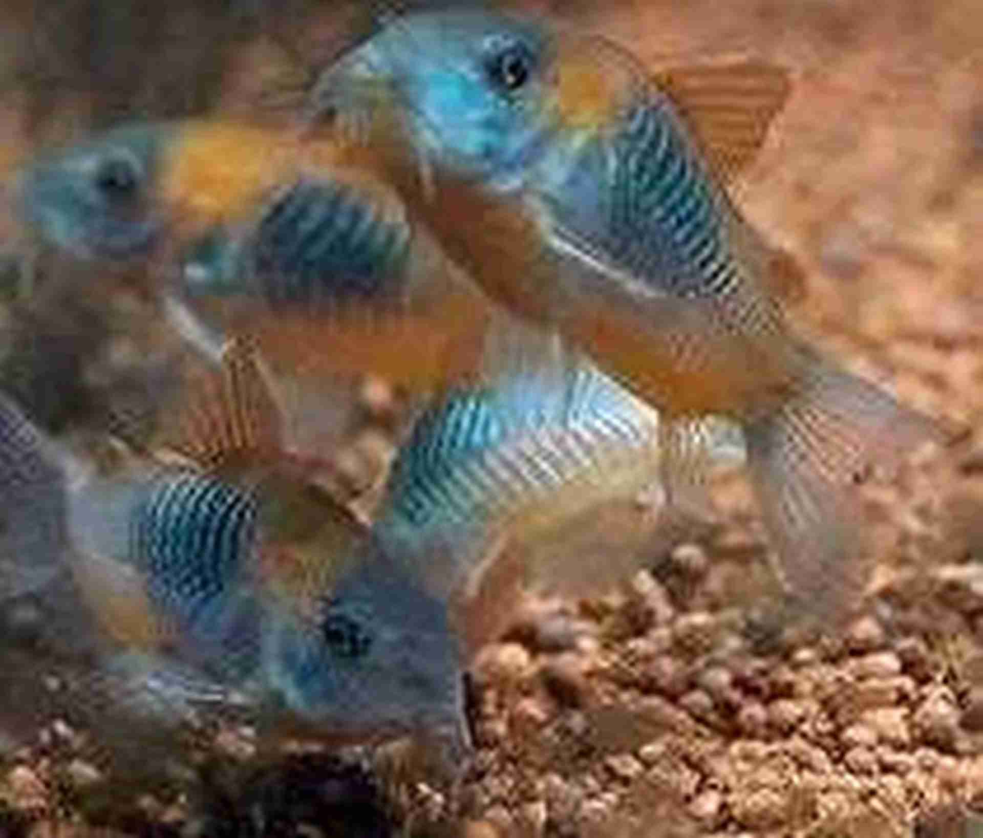 Promocja Kirys Kirysek Corydoras Orange Venezuela.